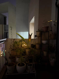 Solar Starburst Garden Lights (Pack of 2) – Waterproof Outdoor Swaying Lights for Patio, Lawn, Balcony & Party Decor