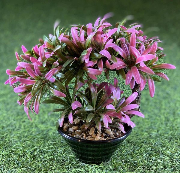 Bonsai Artificial Plant With Pvc Pot ( Pink Colour )